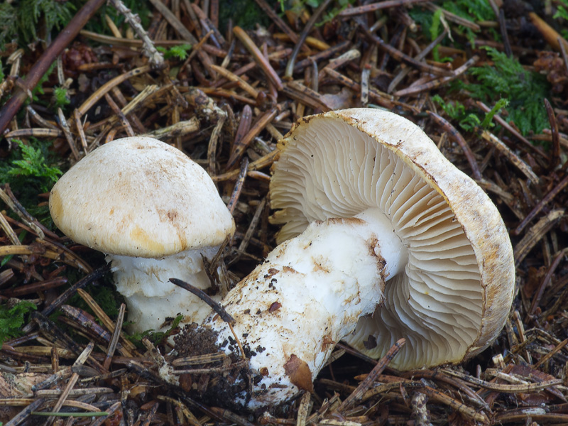 Cortinarius fraudulosus